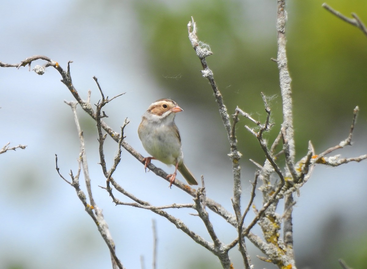 Clay-colored Sparrow - ML619896518