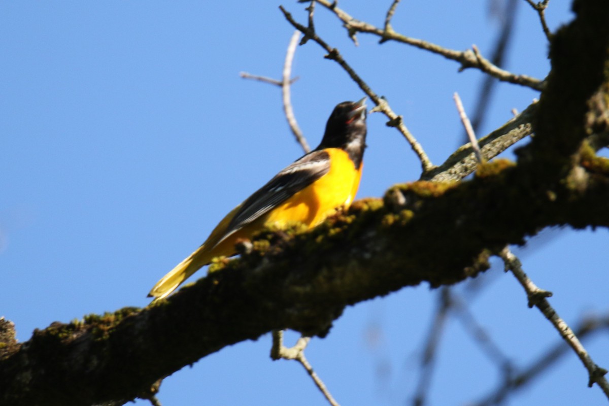 Baltimore Oriole - ML619896519