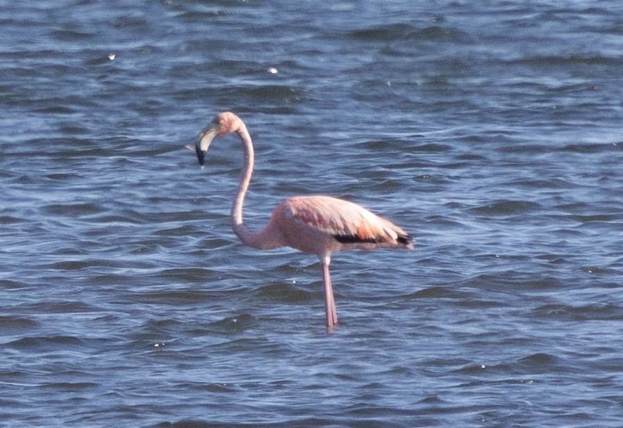 American Flamingo - ML619896528