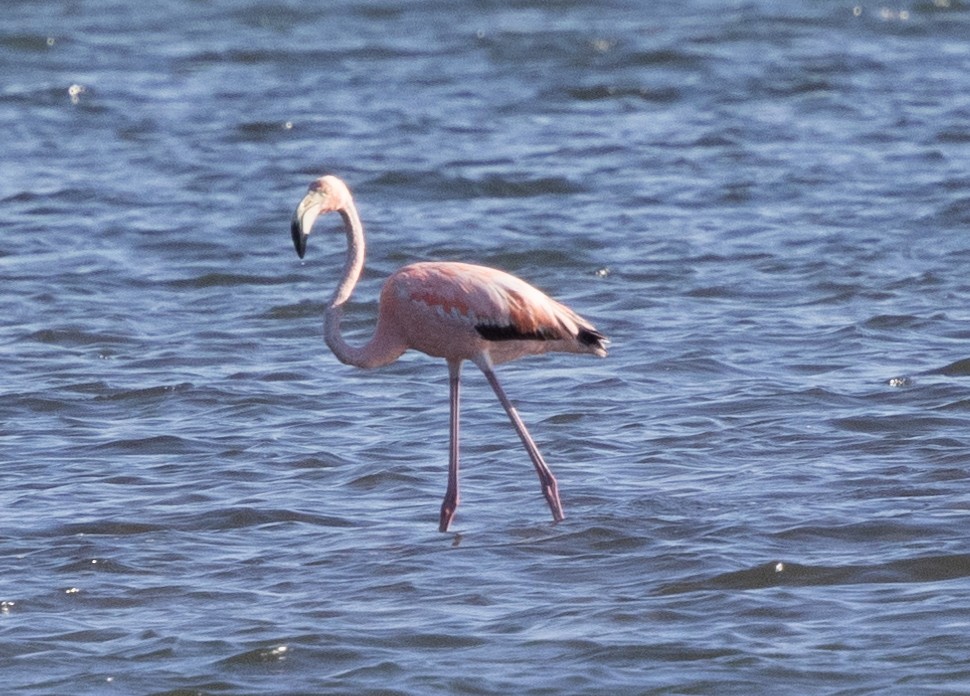 American Flamingo - ML619896529