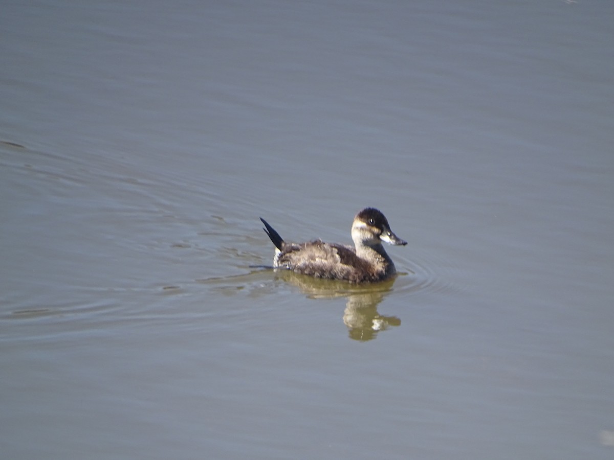 Ruddy Duck - ML619896532