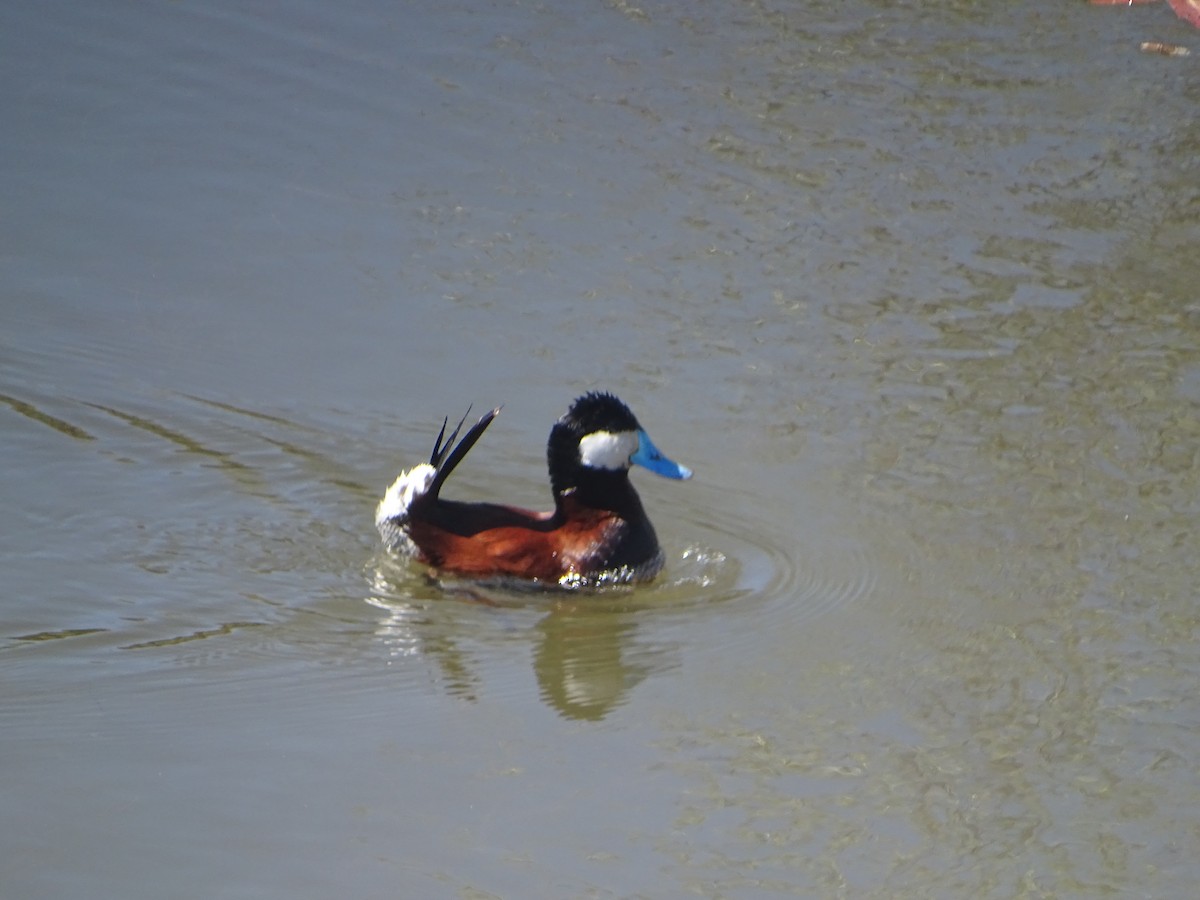 Ruddy Duck - ML619896536