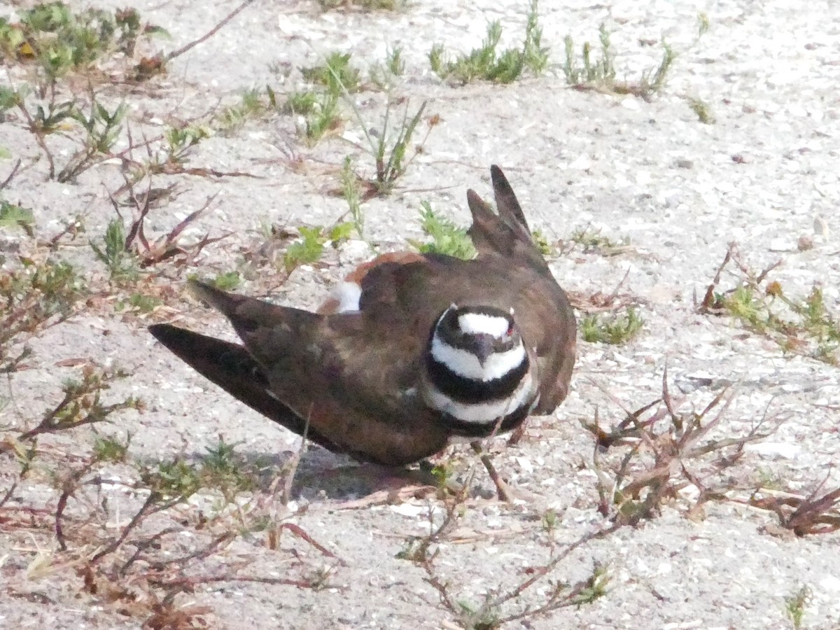 Killdeer - ML619896548