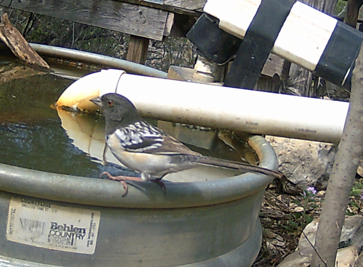 Spotted Towhee - ML619896565