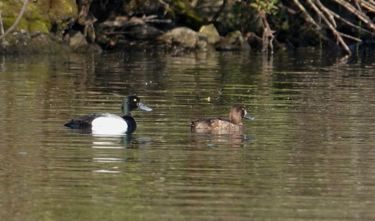 Greater Scaup - ML619896577