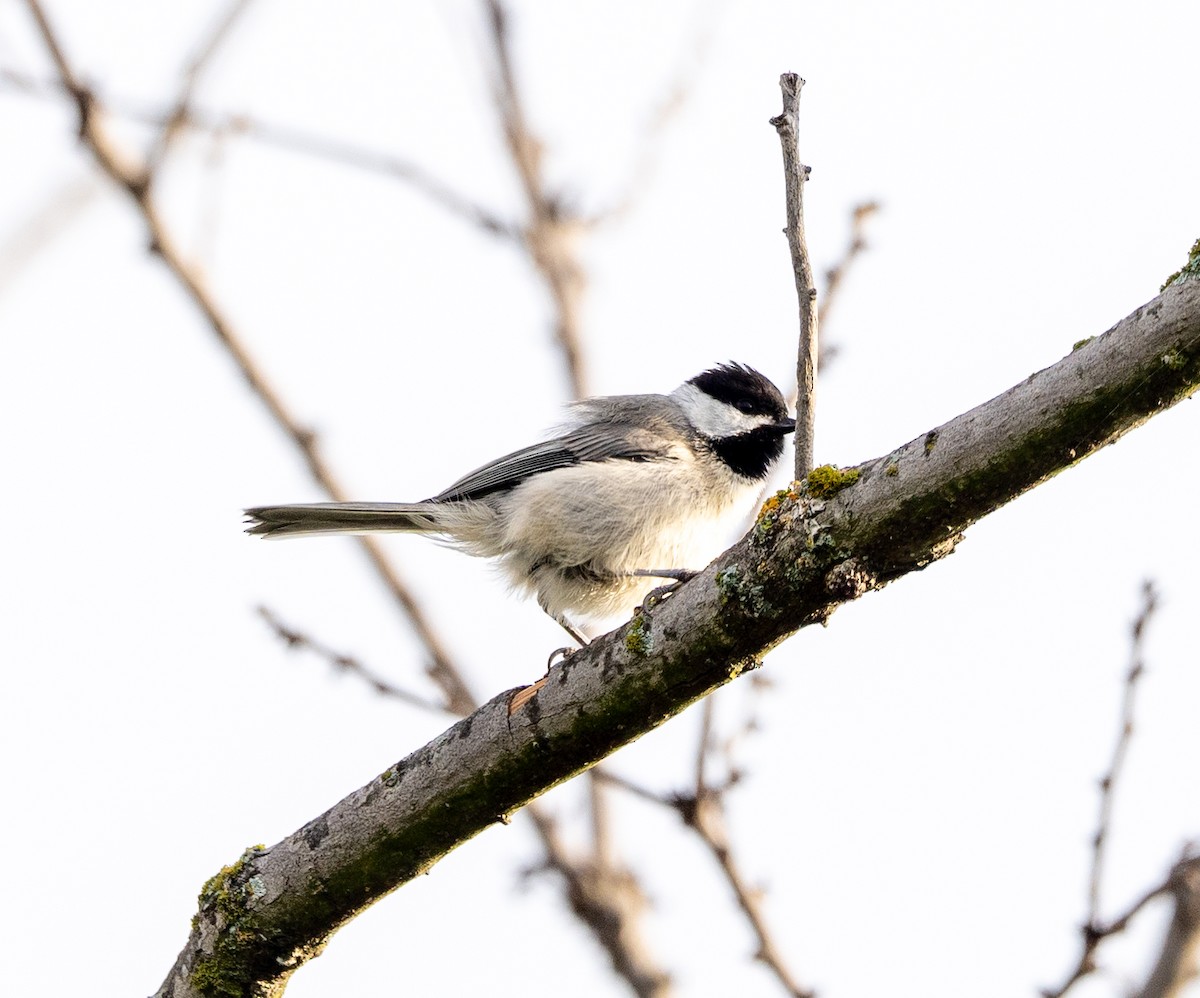 Carolina Chickadee - ML619896586