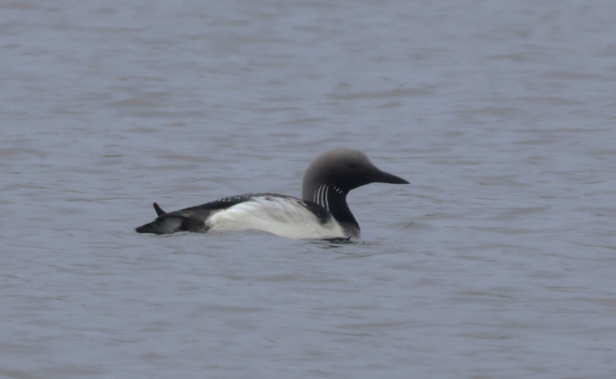 Arctic Loon - ML619896587