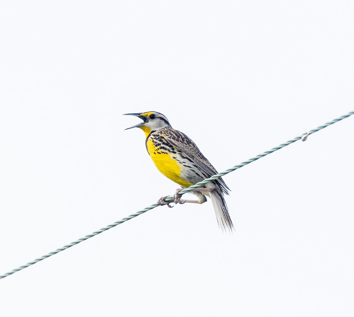 Eastern Meadowlark - Scott Murphy