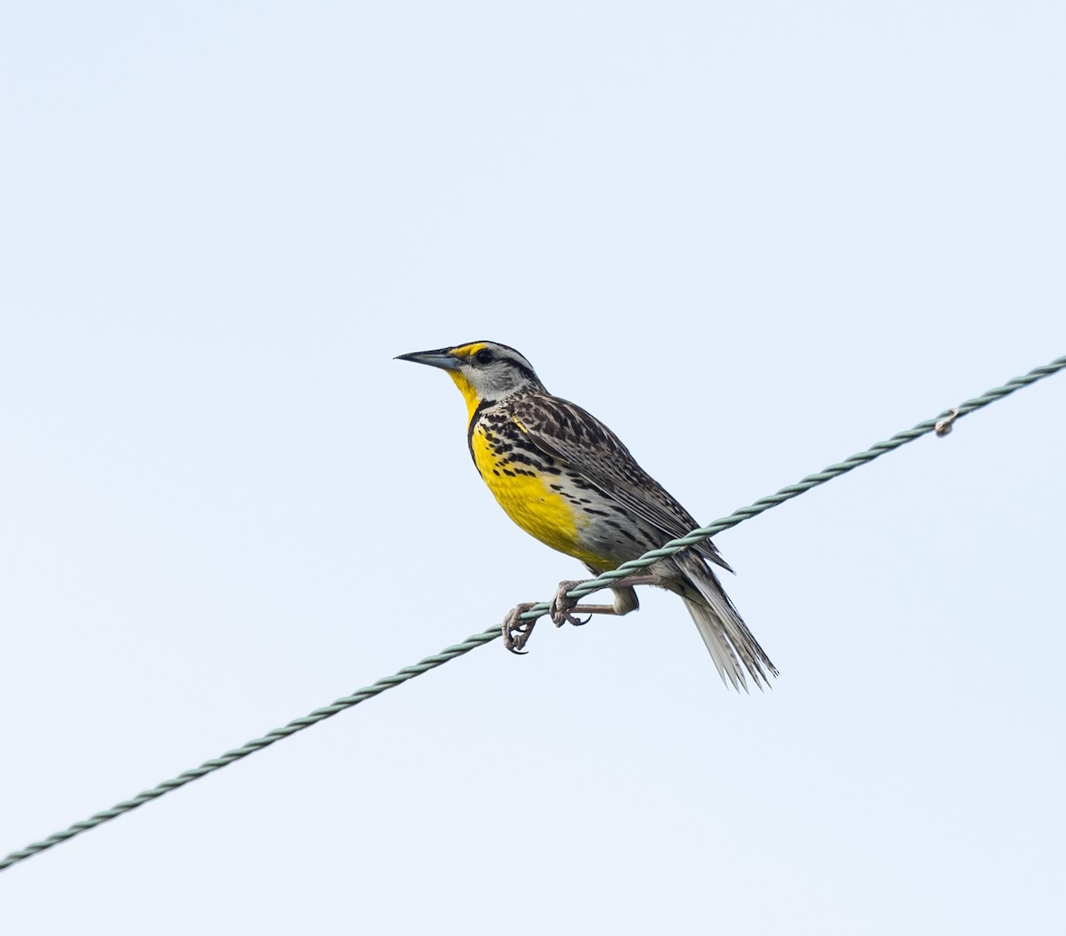 Eastern Meadowlark - ML619896593