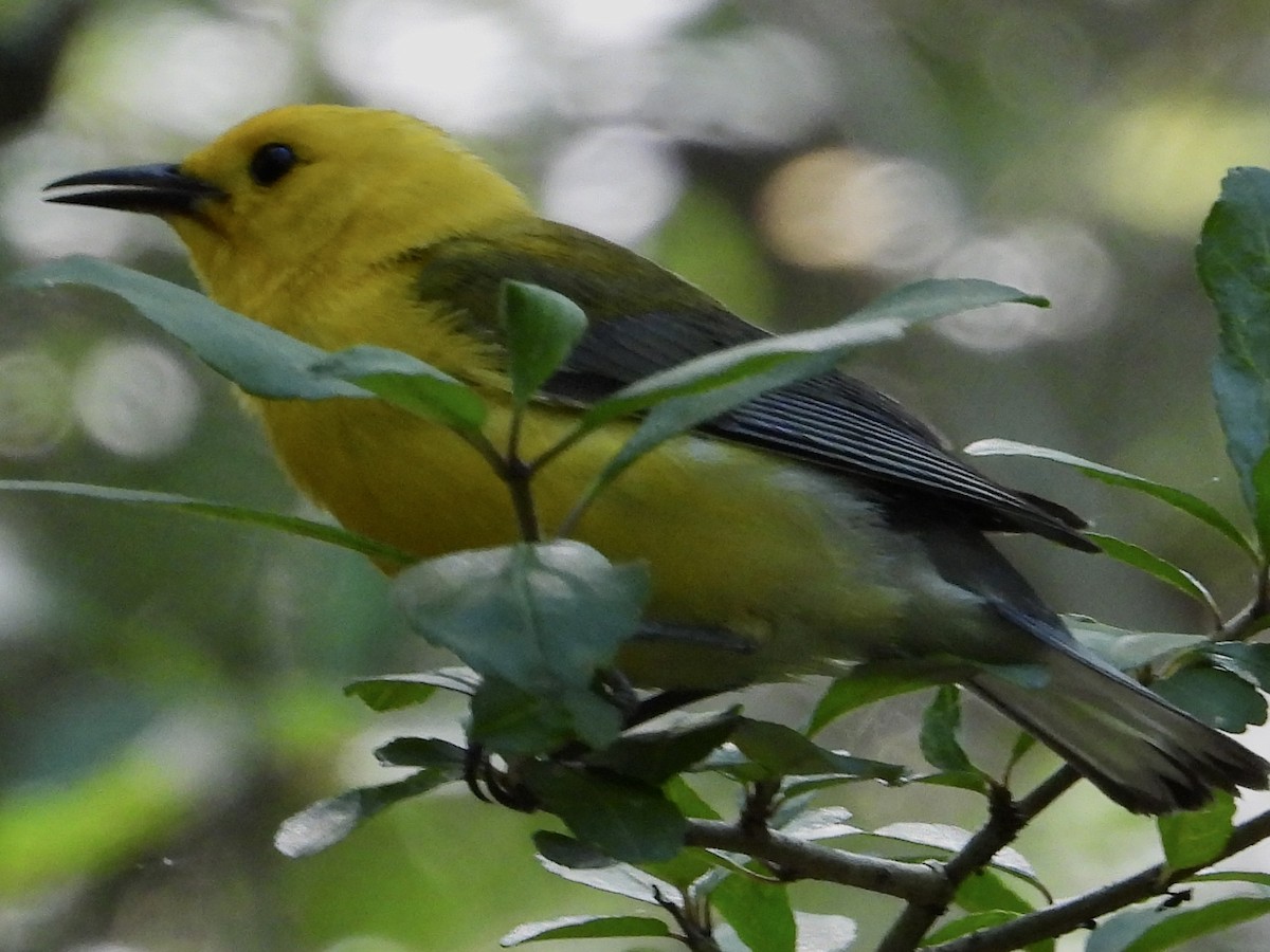 Prothonotary Warbler - ML619896607