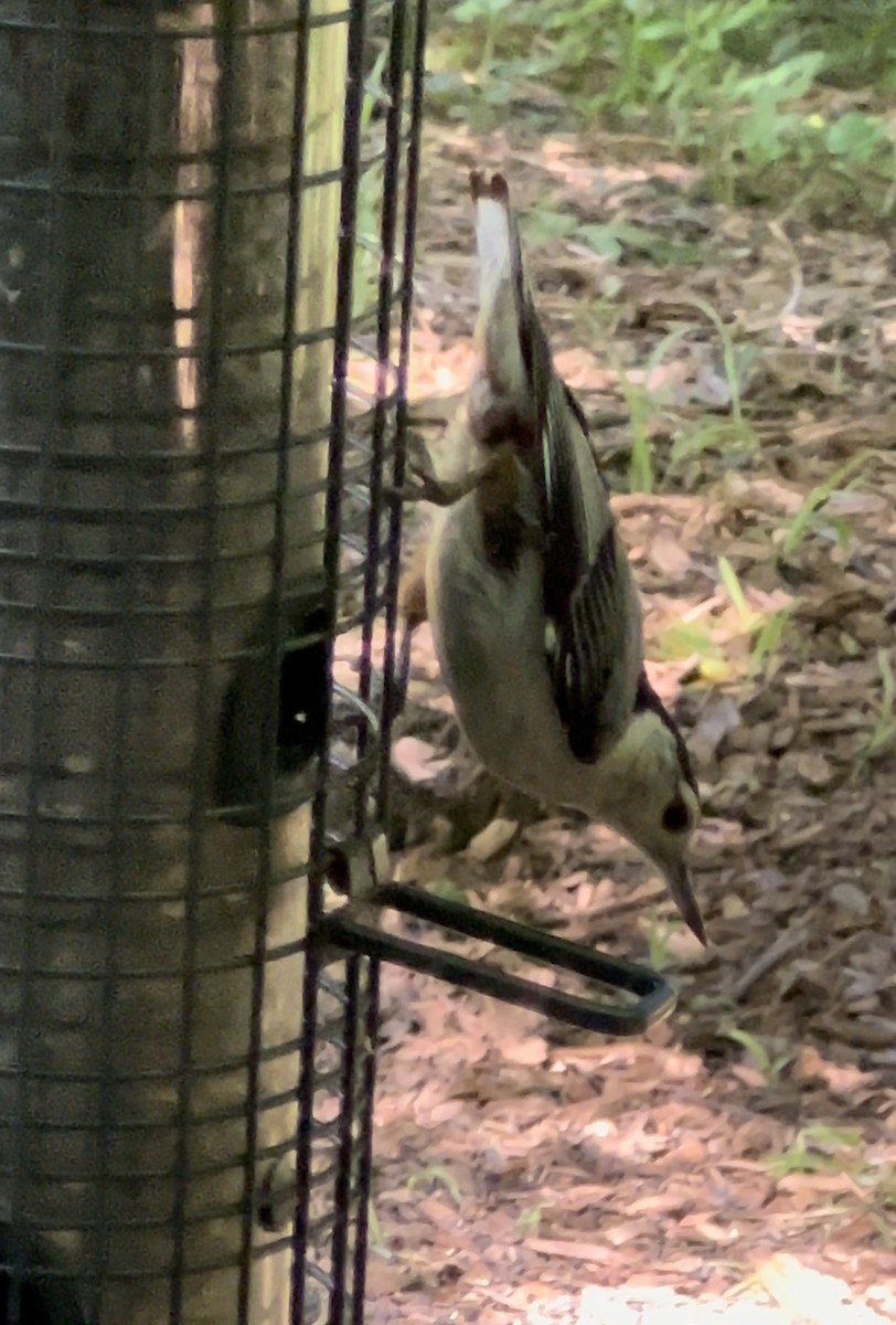 White-breasted Nuthatch - ML619896615