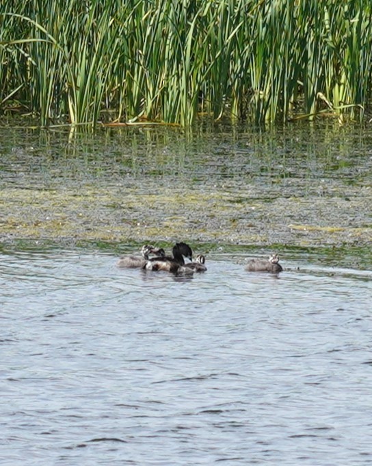 Pied-billed Grebe - ML619896621