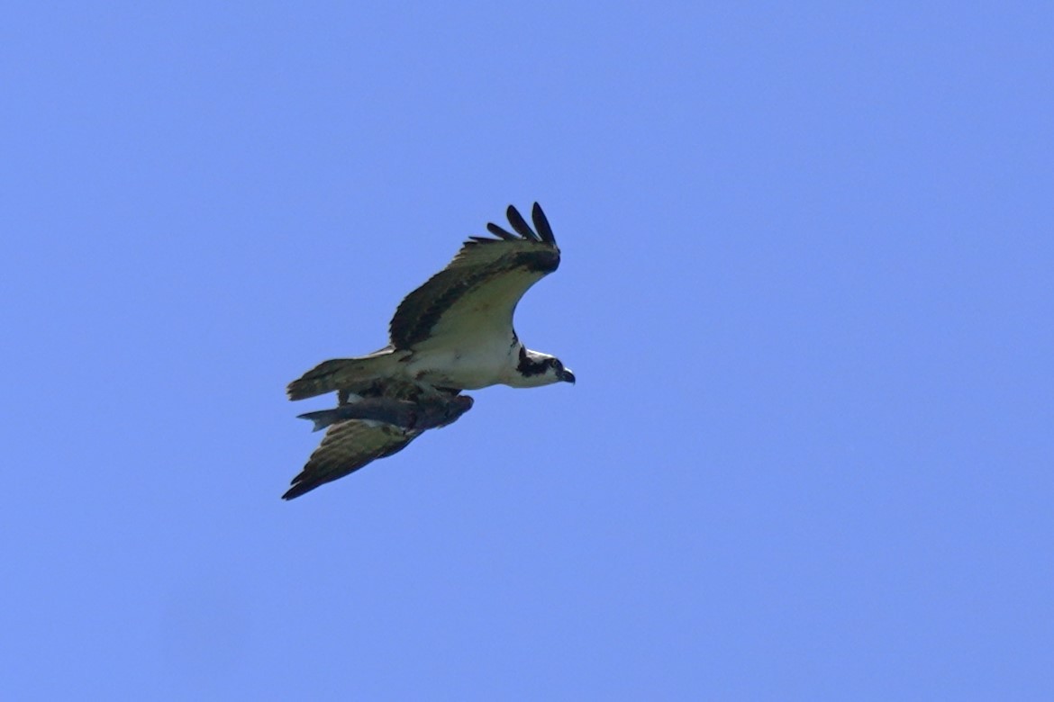 Balbuzard pêcheur - ML619896633