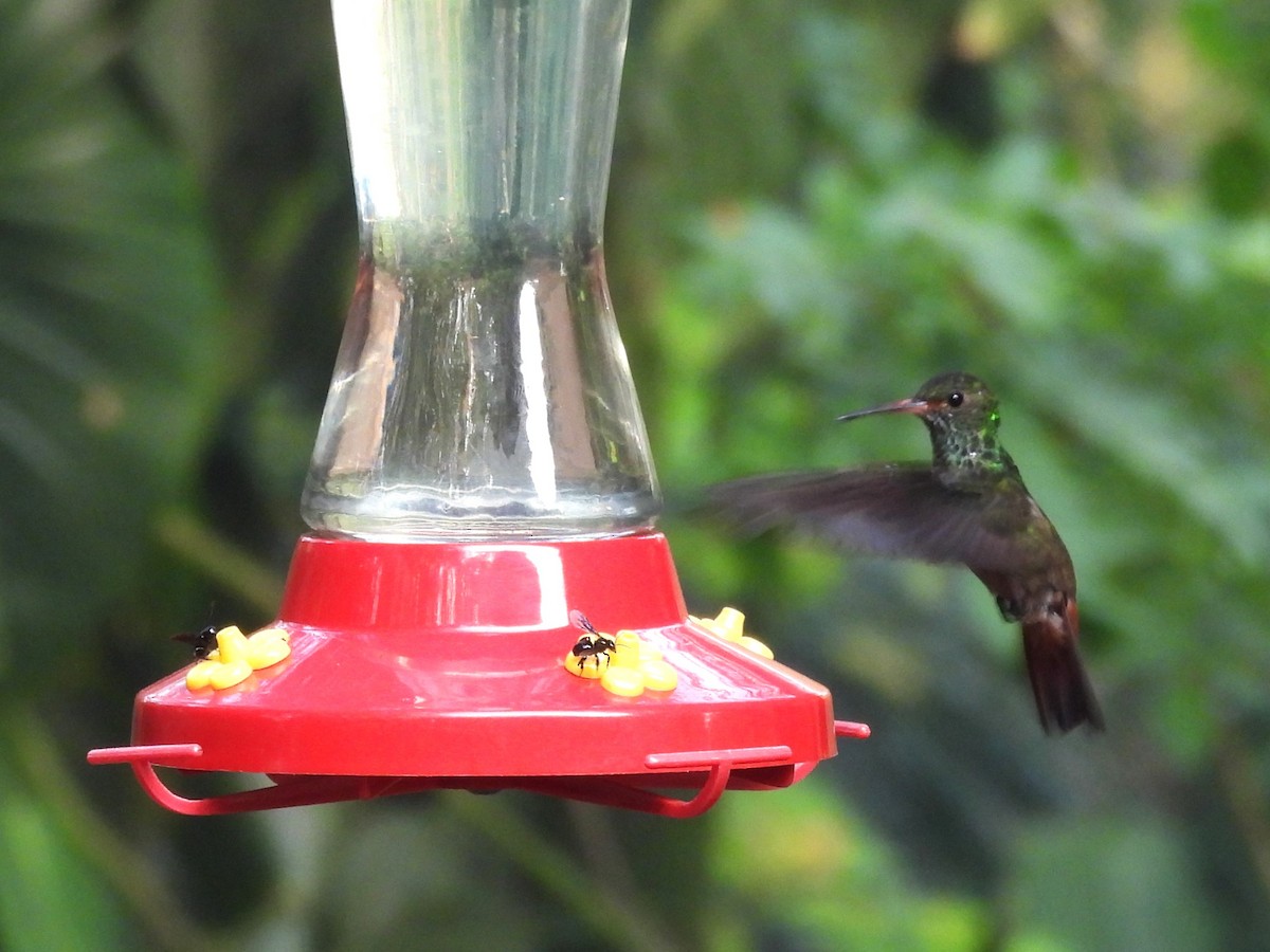 Rufous-tailed Hummingbird - ML619896641