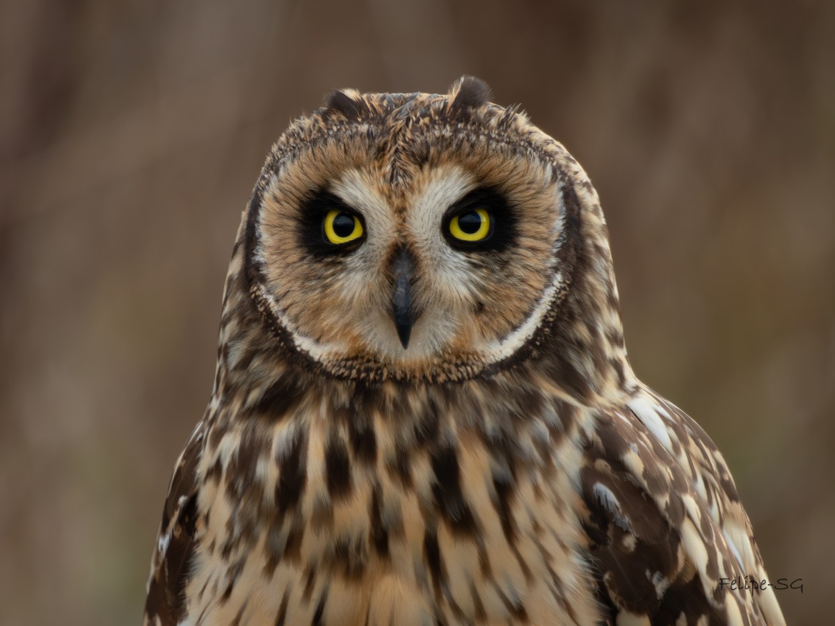 Short-eared Owl - ML619896646