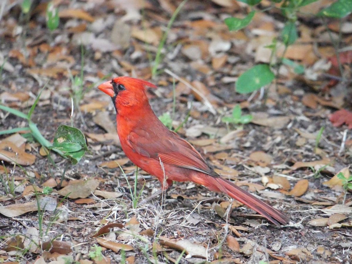 Northern Cardinal - ML619896648