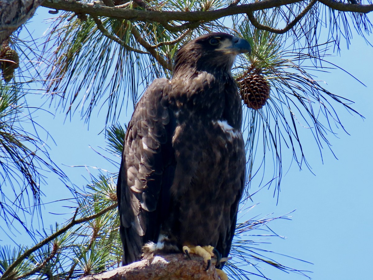 Weißkopf-Seeadler - ML619896653