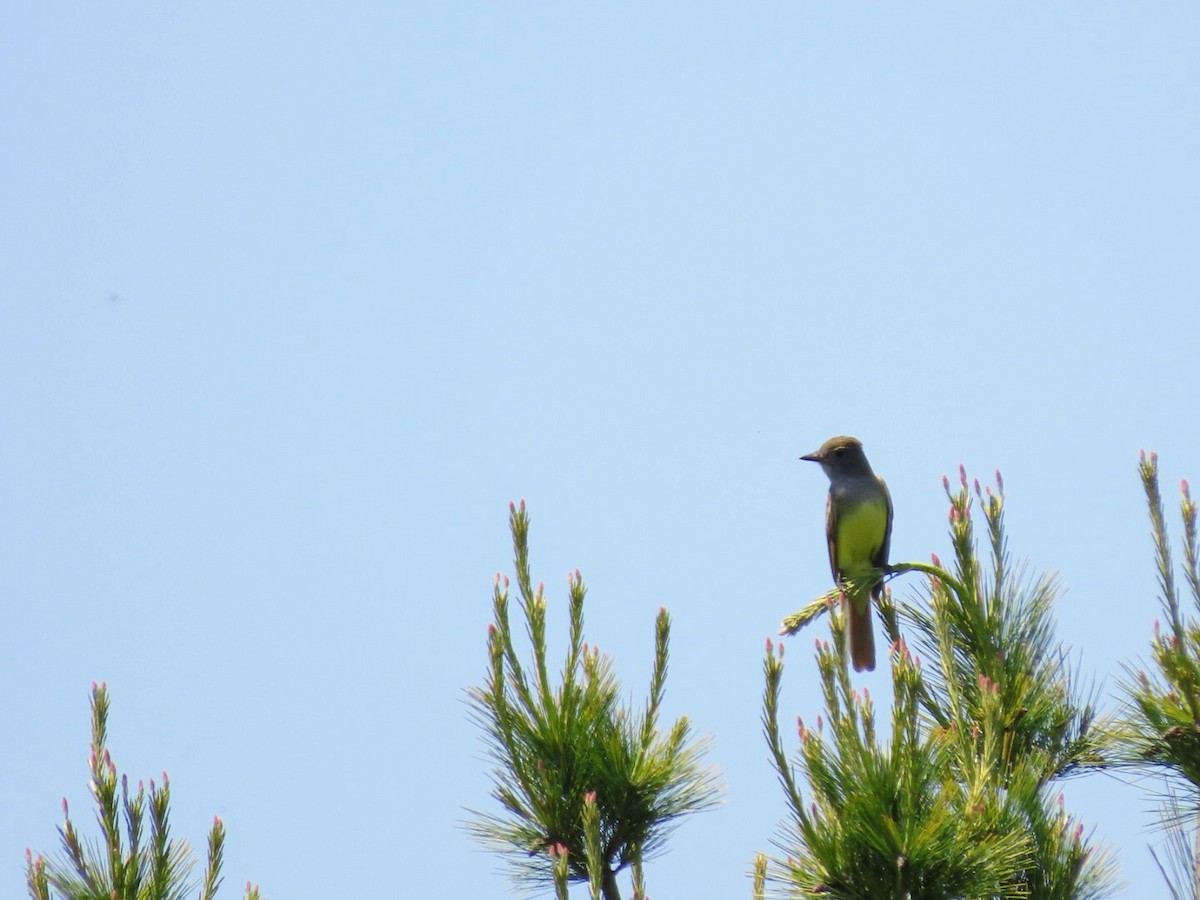 Great Crested Flycatcher - ML619896664