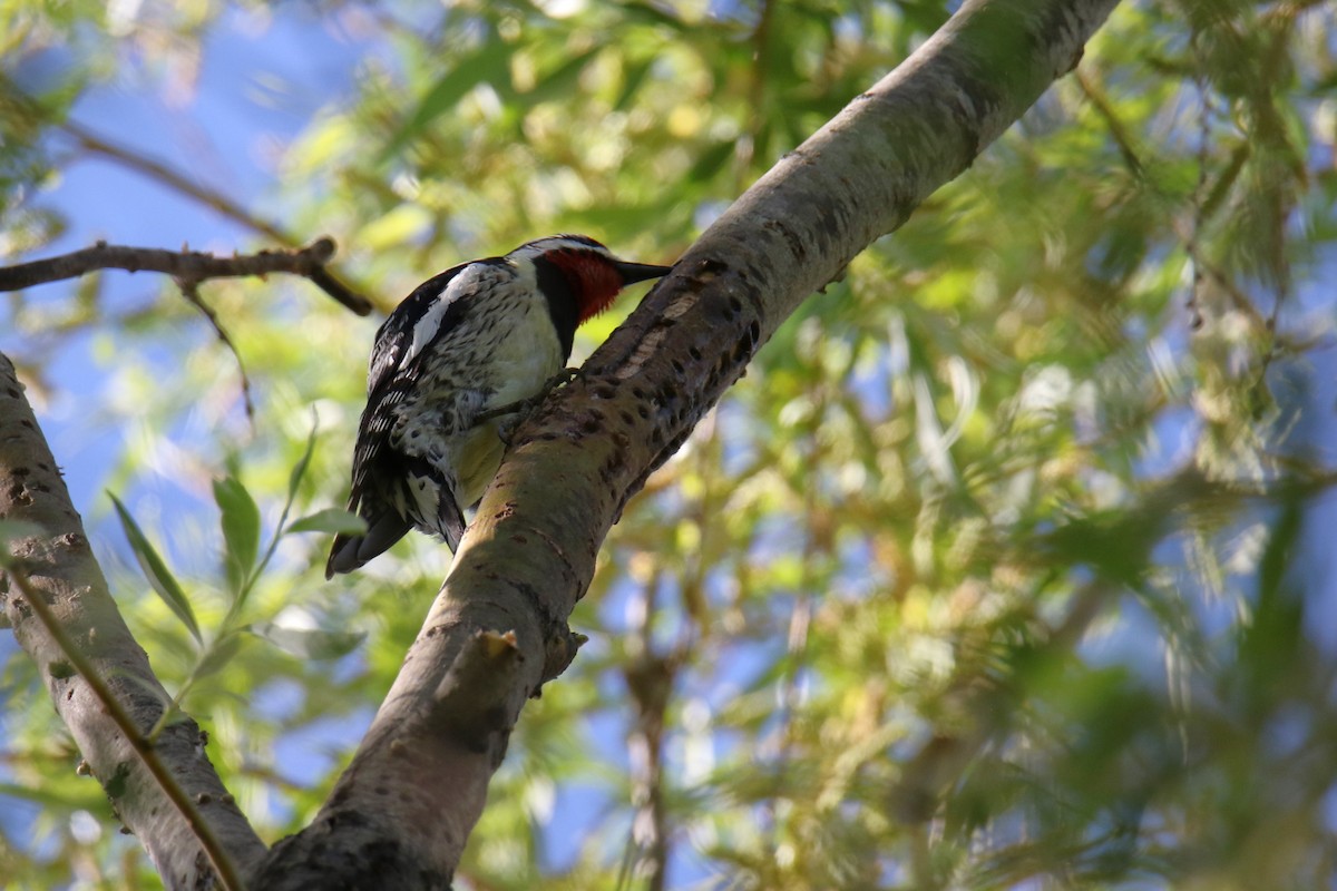 Yellow-bellied Sapsucker - ML619896673