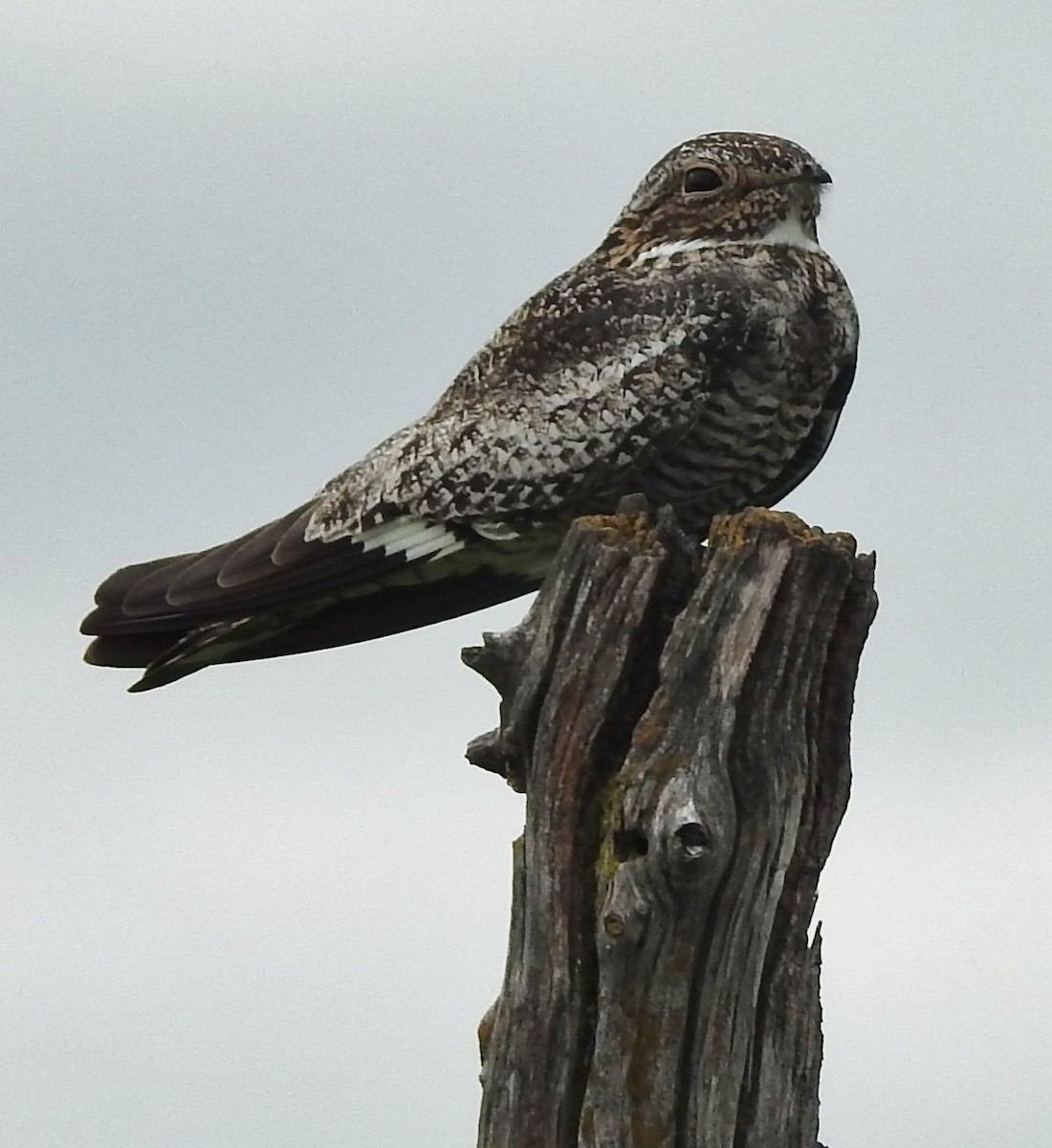 Common Nighthawk - ML619896682