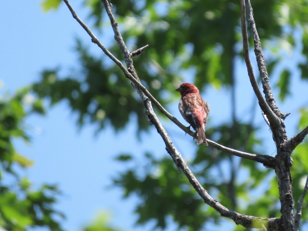 Purple Finch - ML619896700