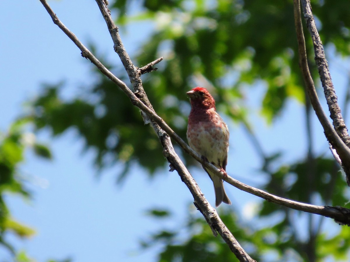 Purple Finch - ML619896701