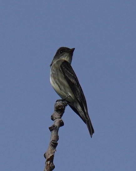 Olive-sided Flycatcher - ML619896716