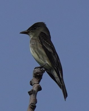 Olive-sided Flycatcher - ML619896721