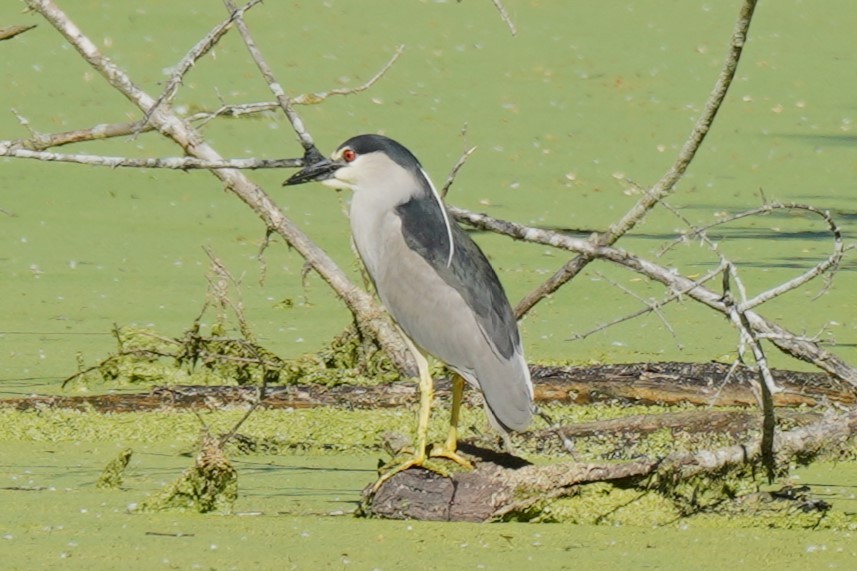 Black-crowned Night Heron - ML619896741