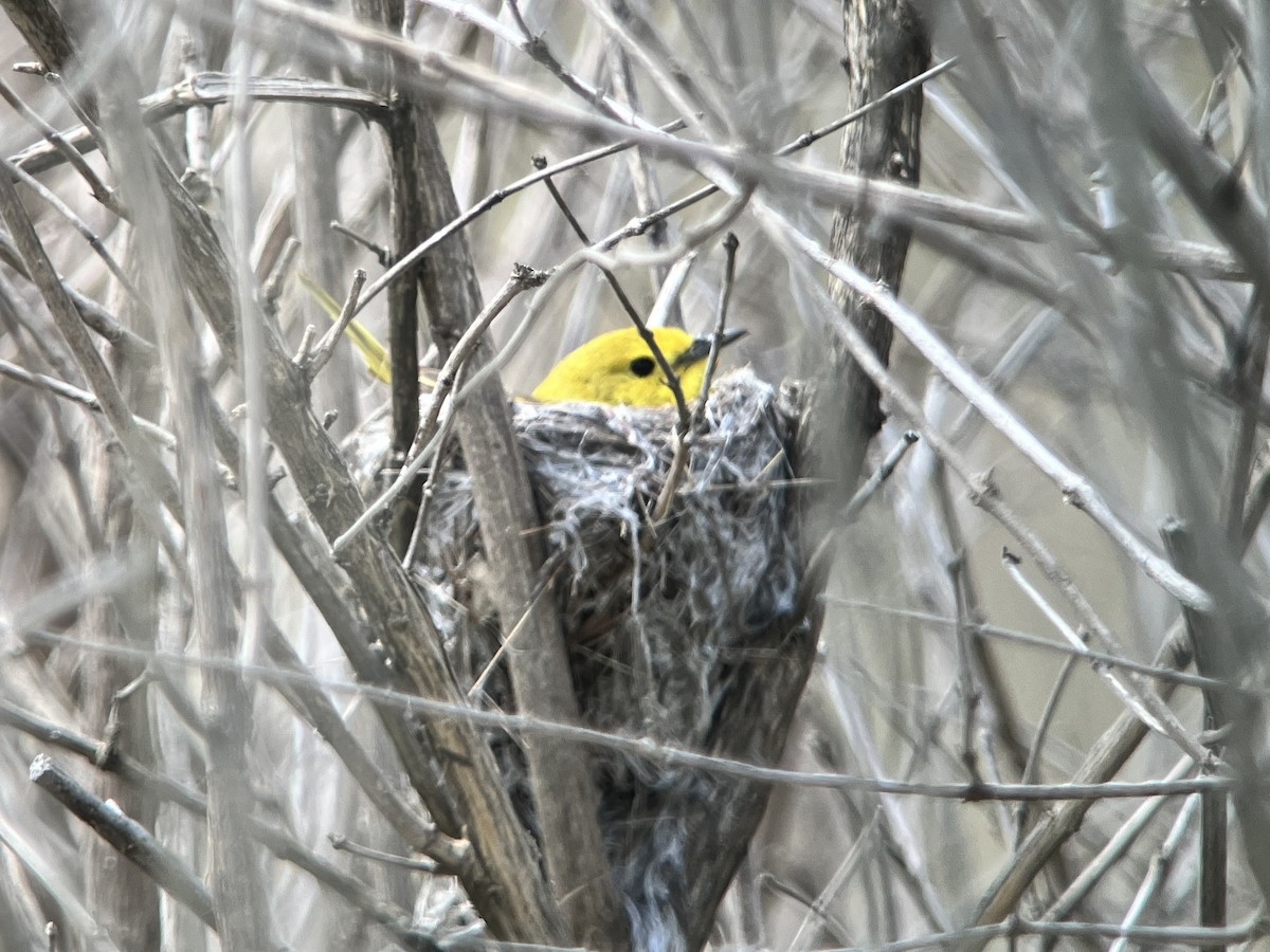 Yellow Warbler - ML619896751