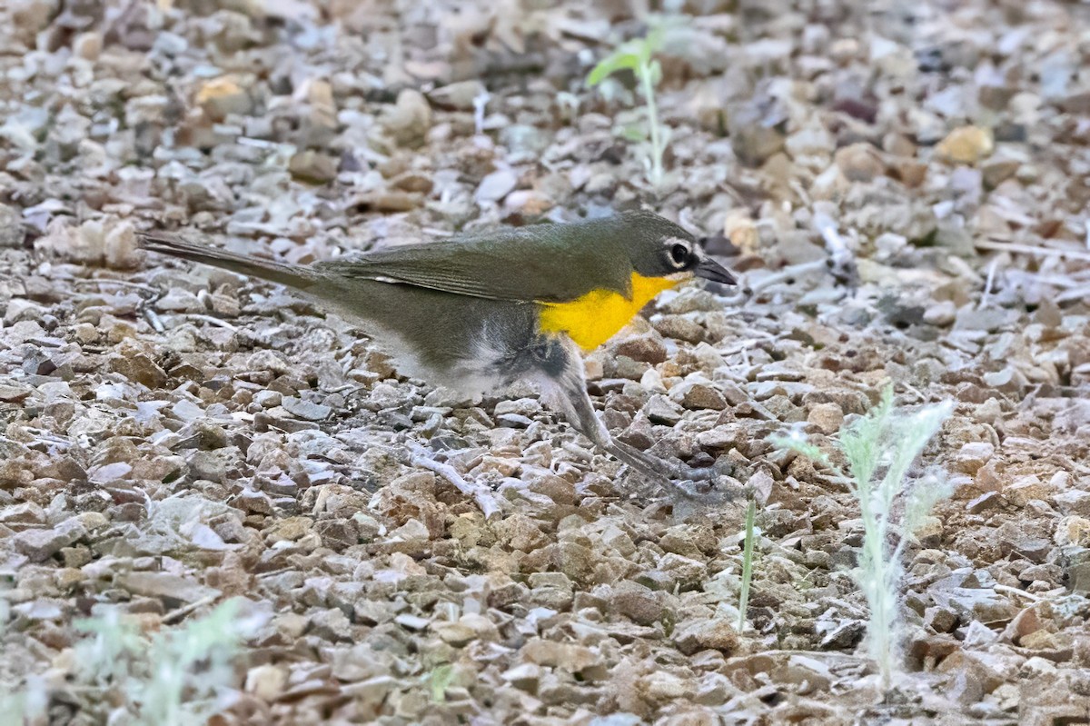 Yellow-breasted Chat - ML619896756