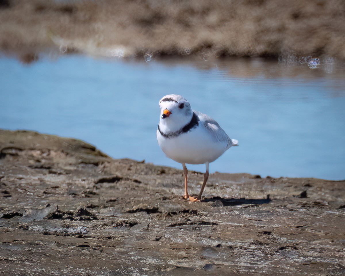 Piping Plover - ML619896757