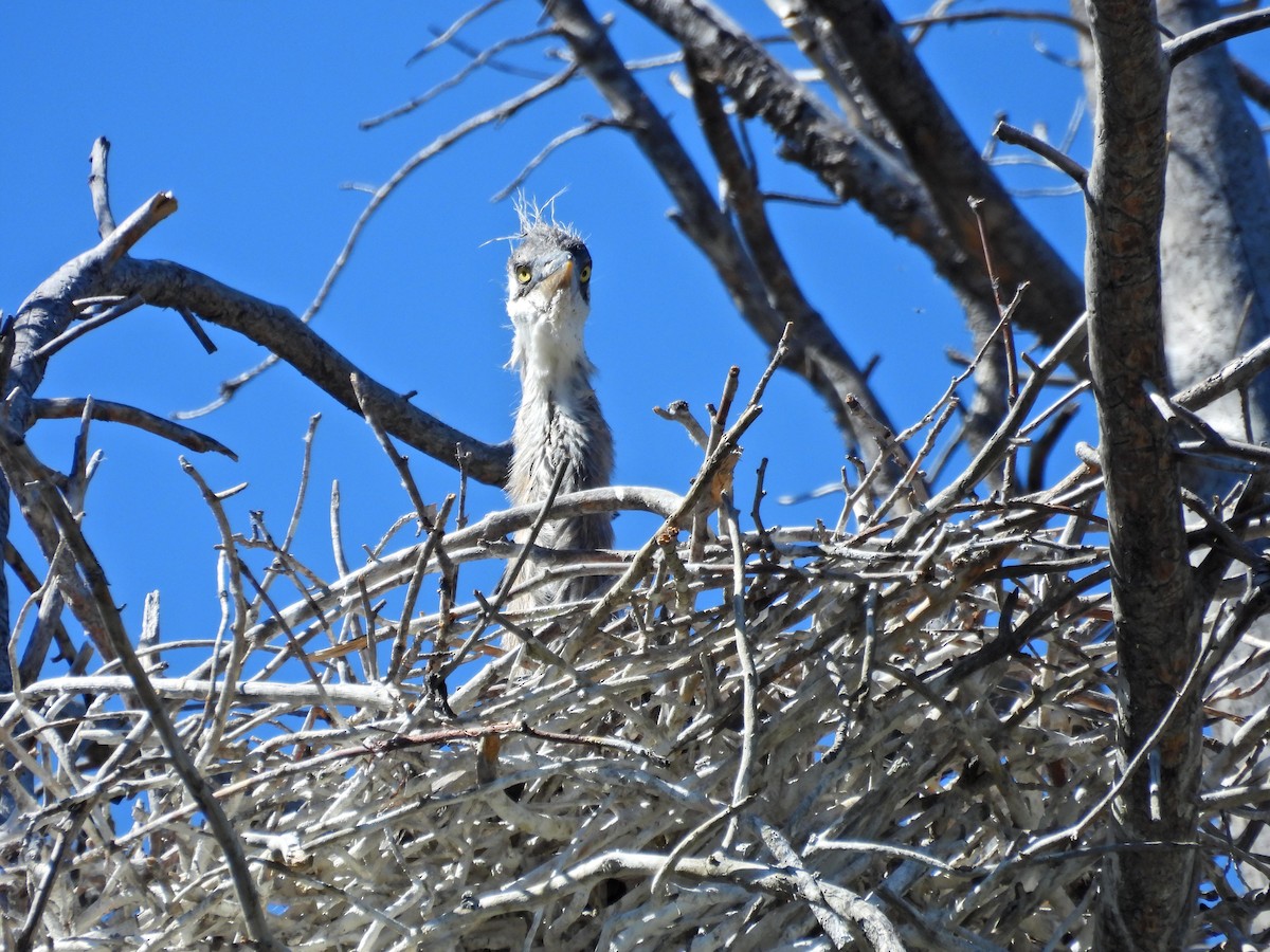 Great Blue Heron - ML619896761