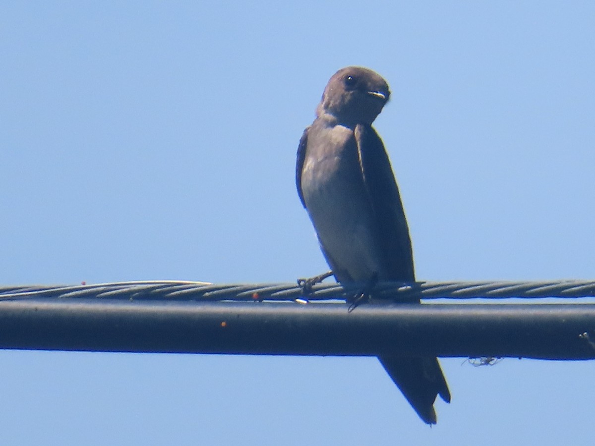 Northern Rough-winged Swallow - ML619896767