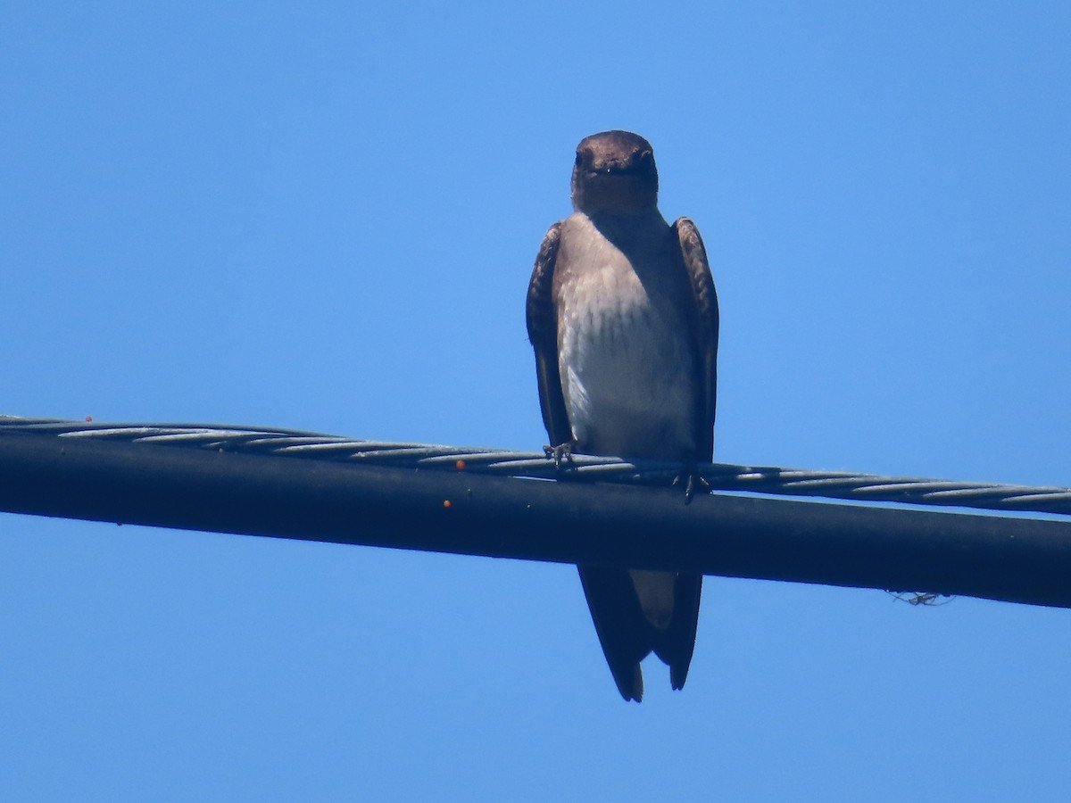 Northern Rough-winged Swallow - ML619896768