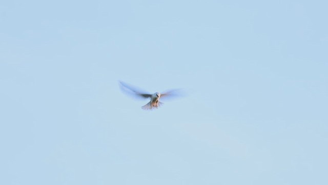 Black-shouldered Kite - ML619896769