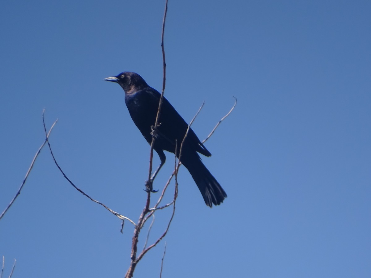 Brewer's Blackbird - ML619896804