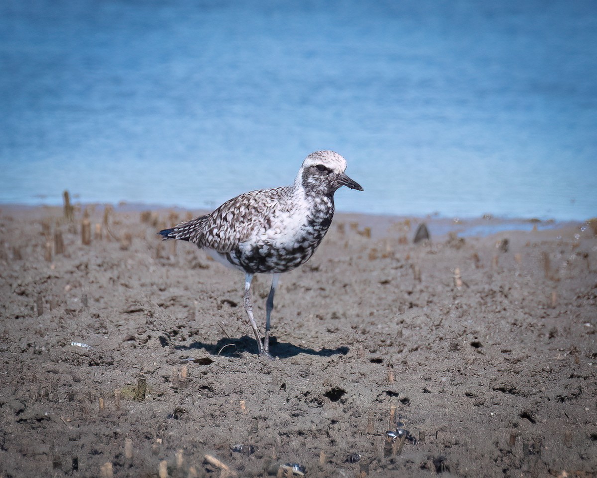 Black-bellied Plover - ML619896811