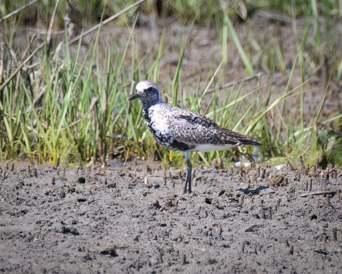 Black-bellied Plover - ML619896813