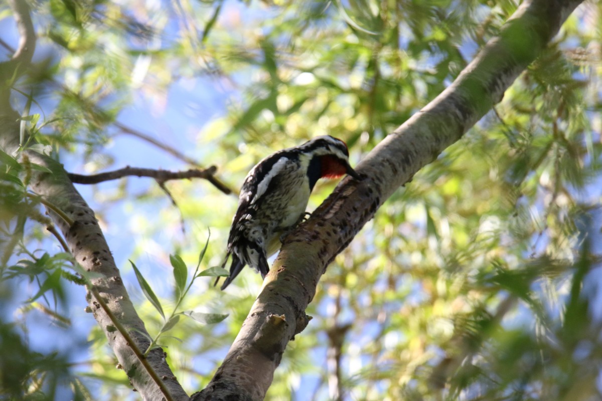 Yellow-bellied Sapsucker - ML619896815