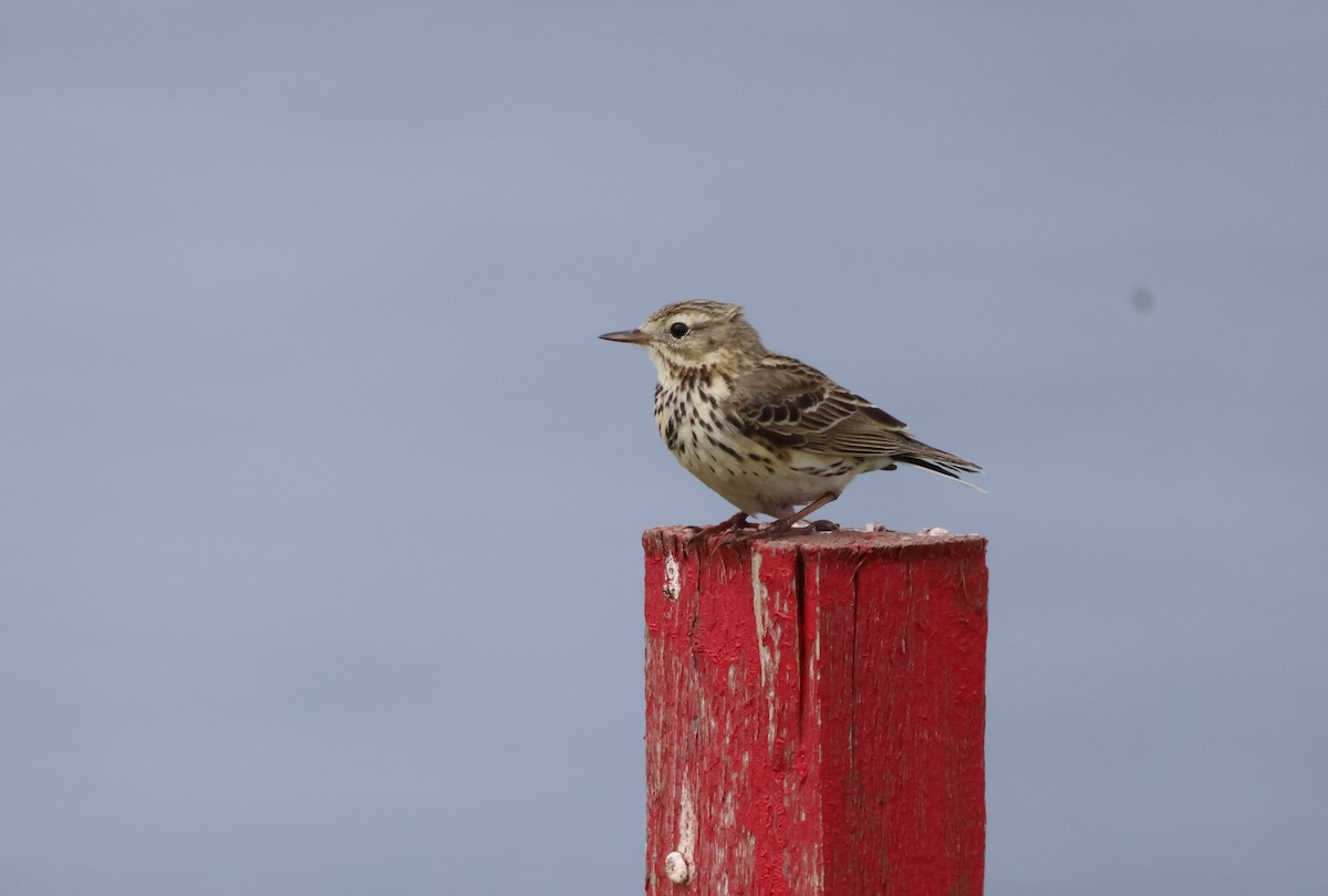 Meadow Pipit - ML619896819