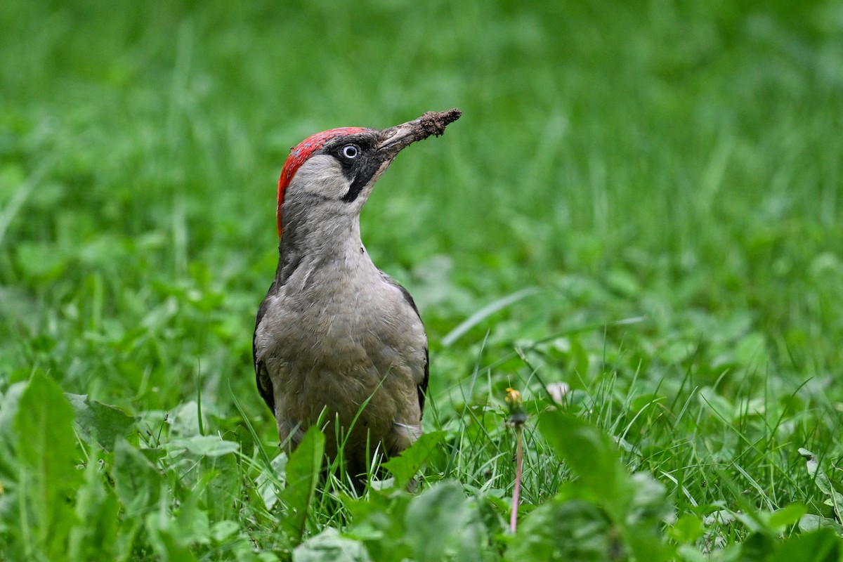 Eurasian Green Woodpecker - ML619896827