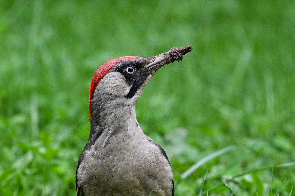 Eurasian Green Woodpecker - ML619896832