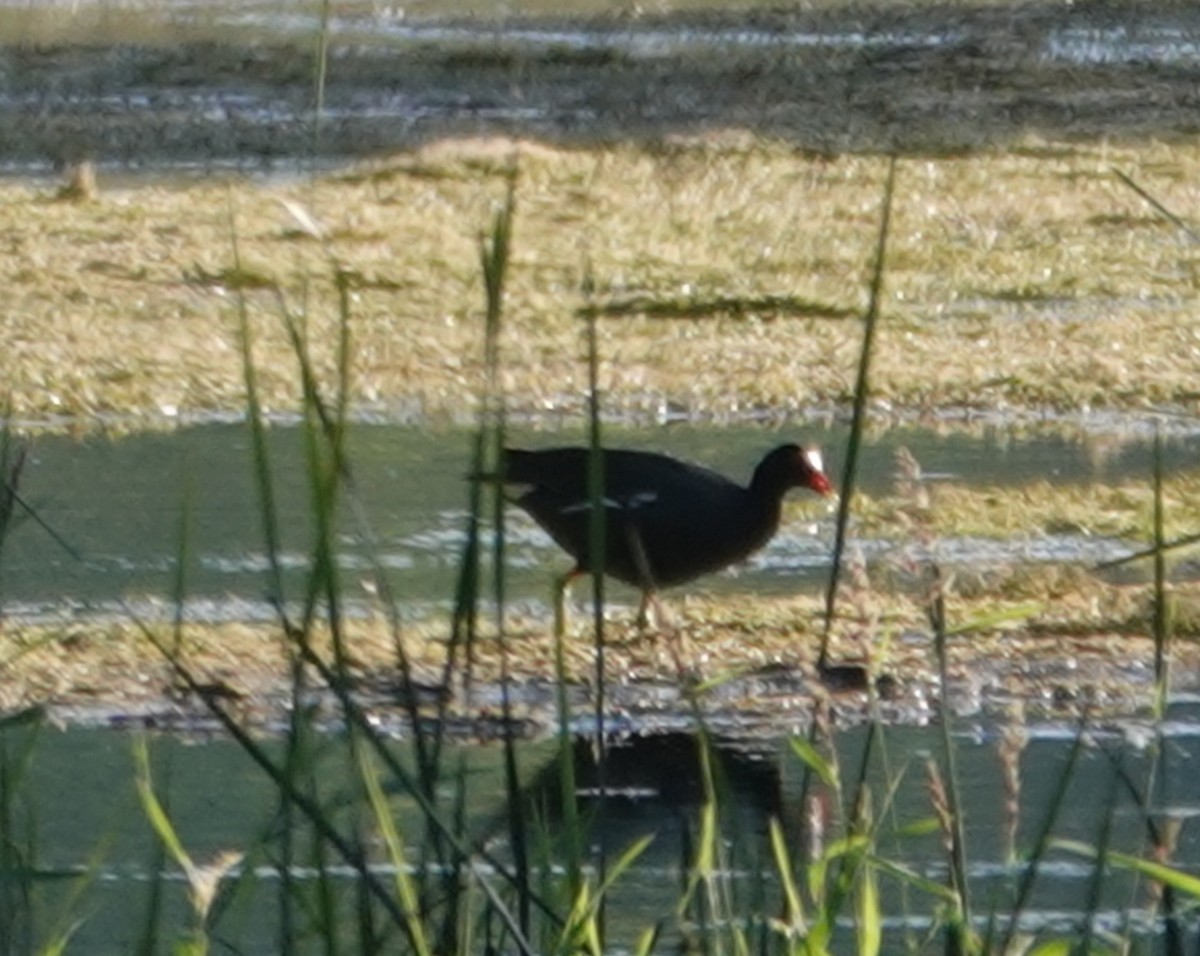 Gallinule d'Amérique - ML619896837