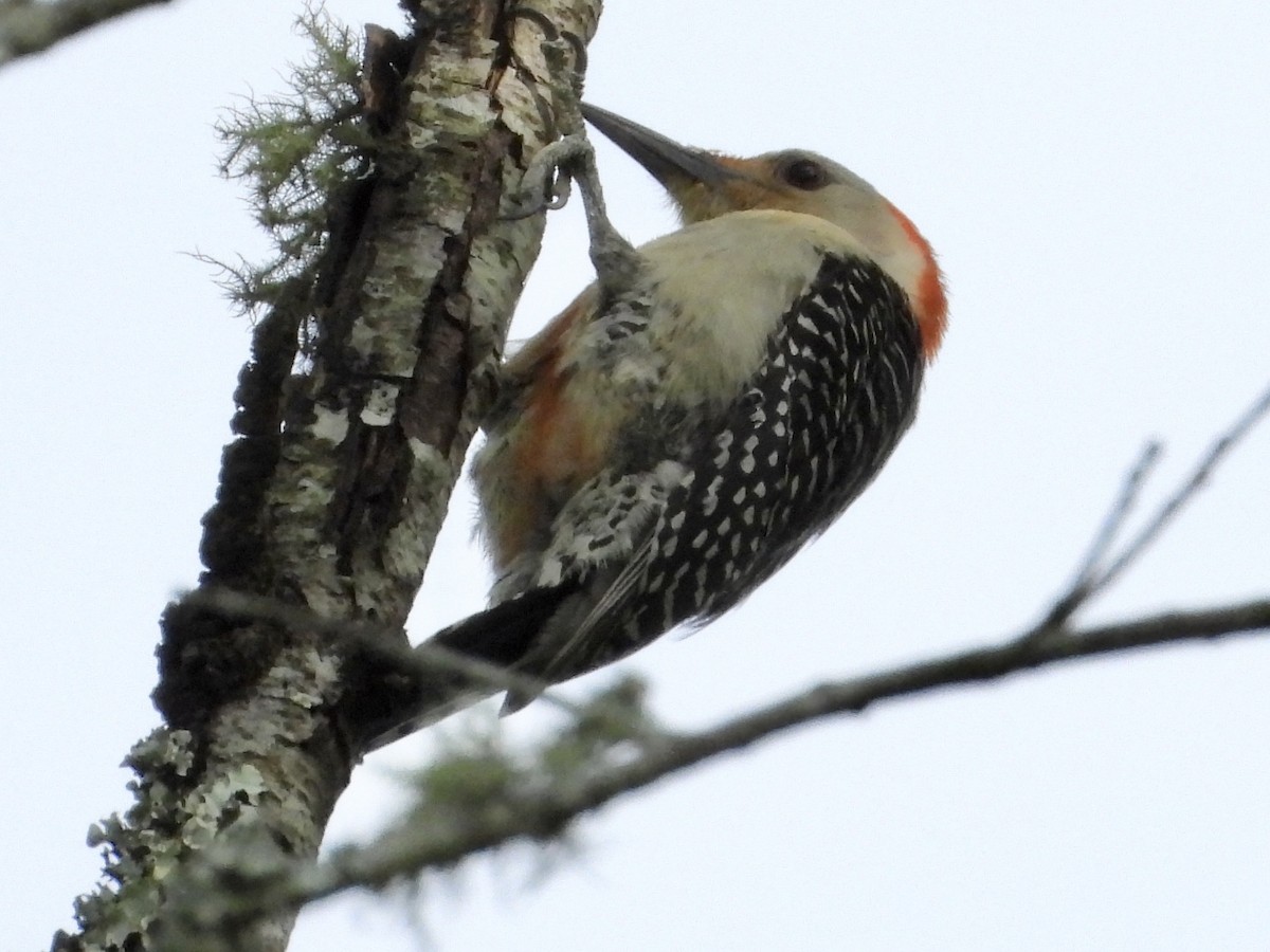 Red-bellied Woodpecker - ML619896843