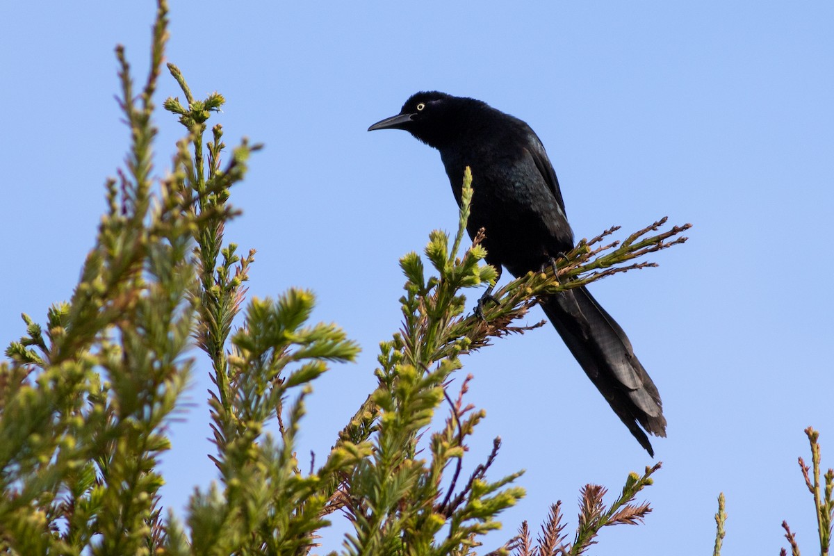 Great-tailed Grackle - ML619896855