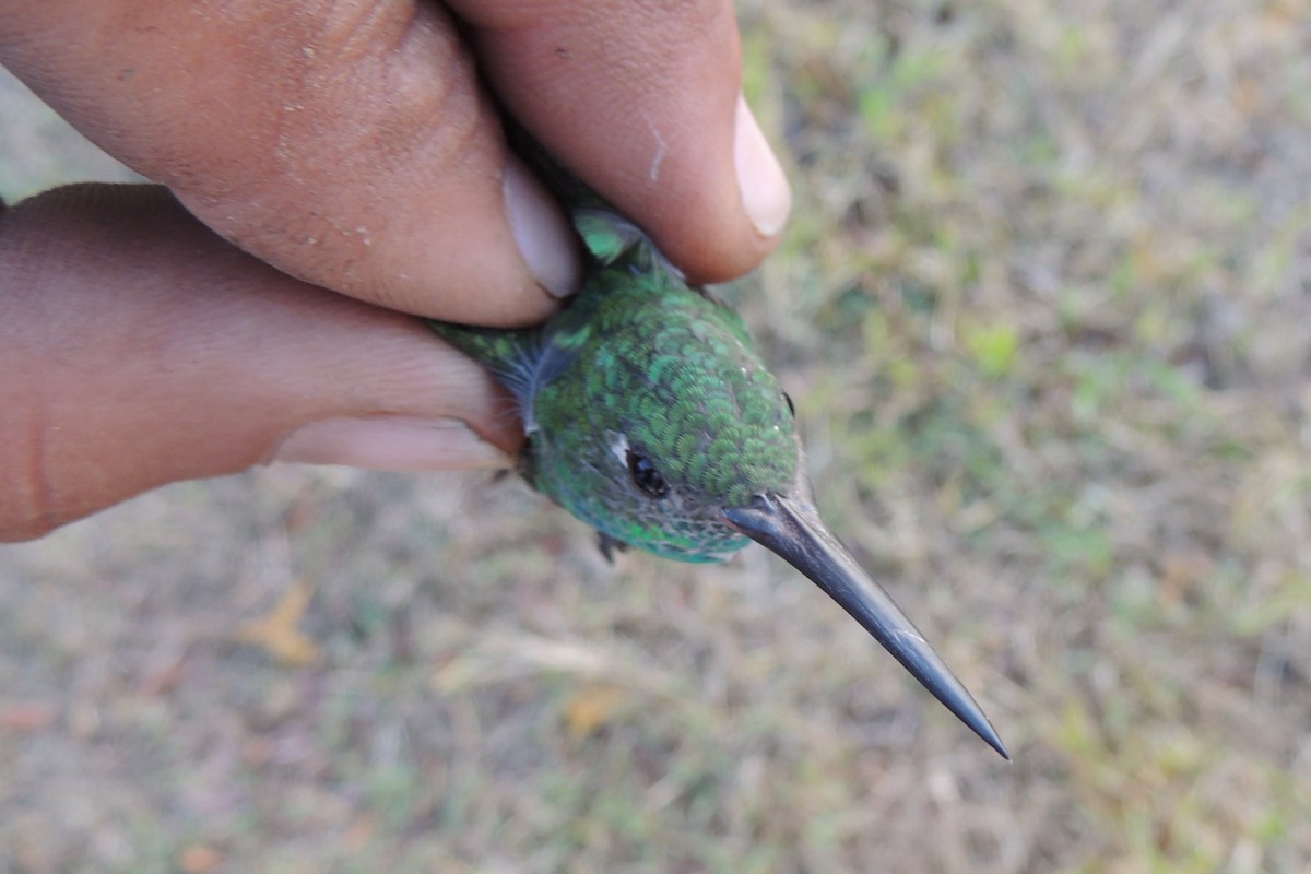 Glittering-throated Emerald - ML619896859