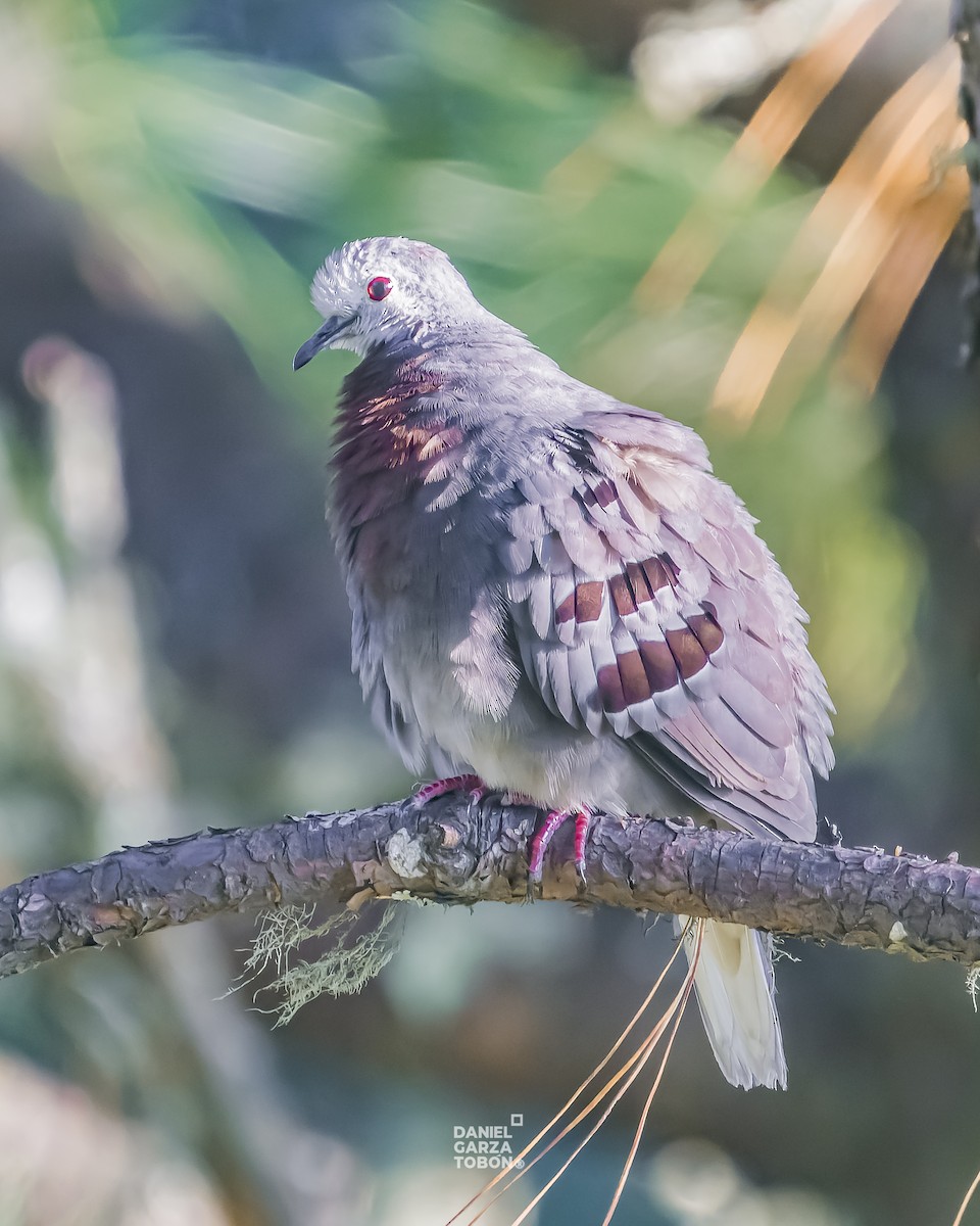 Maroon-chested Ground Dove - ML619896868