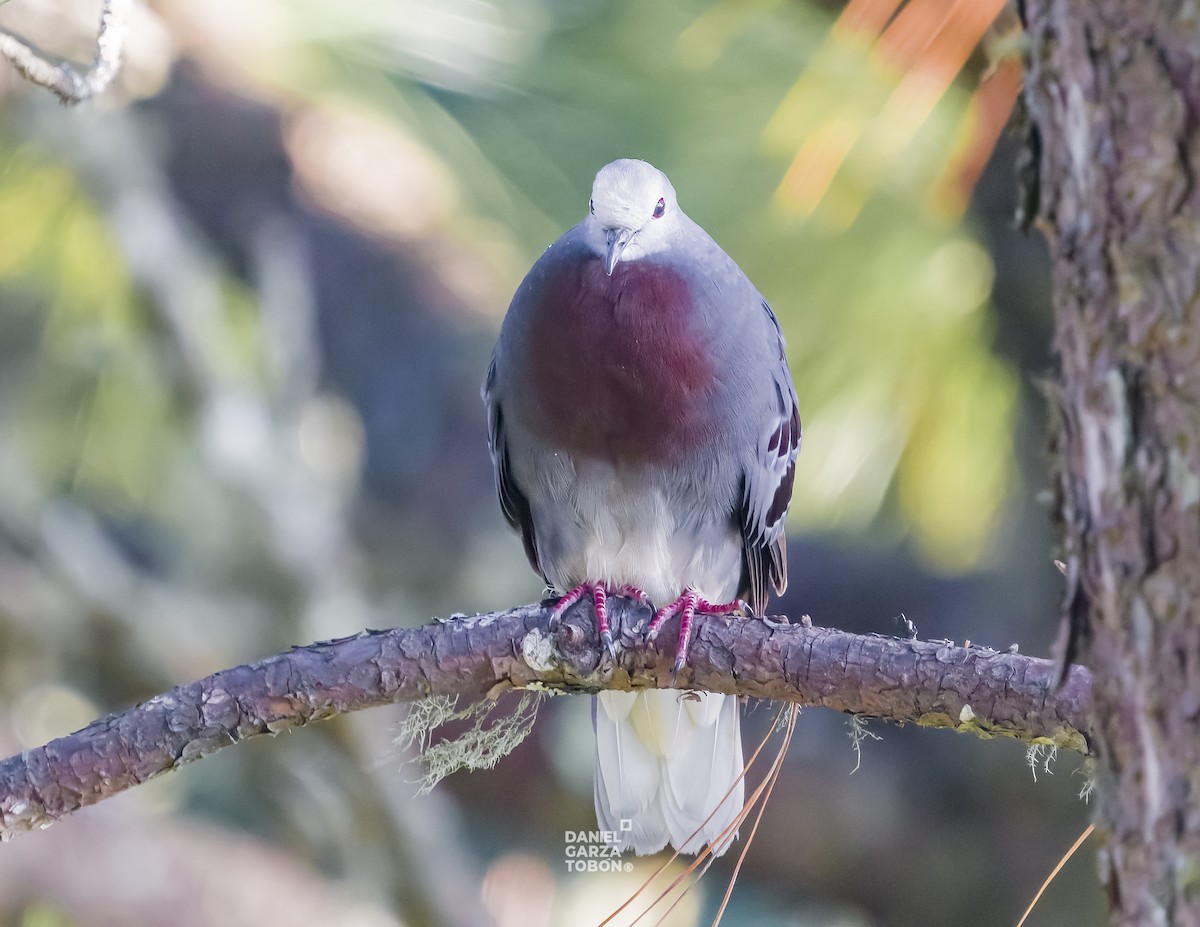 Maroon-chested Ground Dove - ML619896870