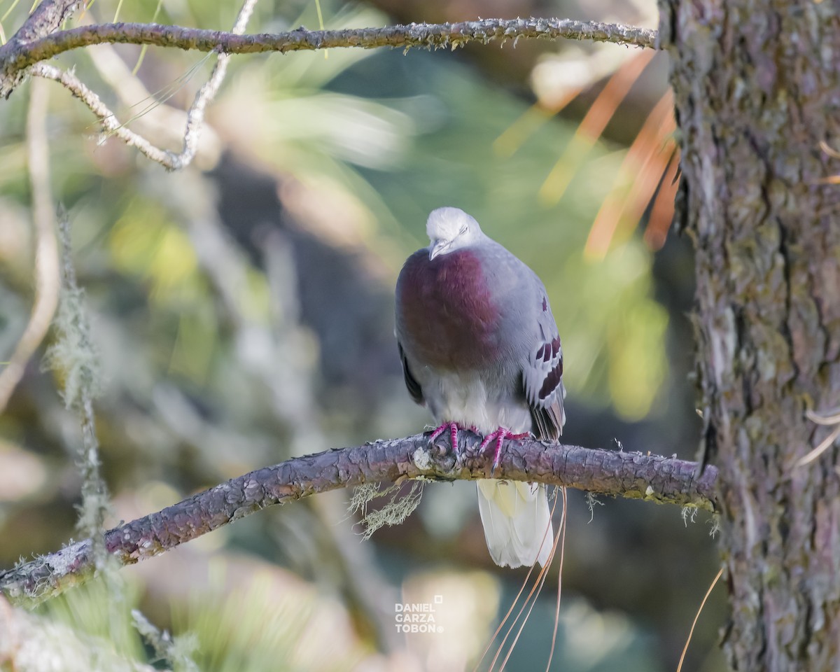 Maroon-chested Ground Dove - ML619896872